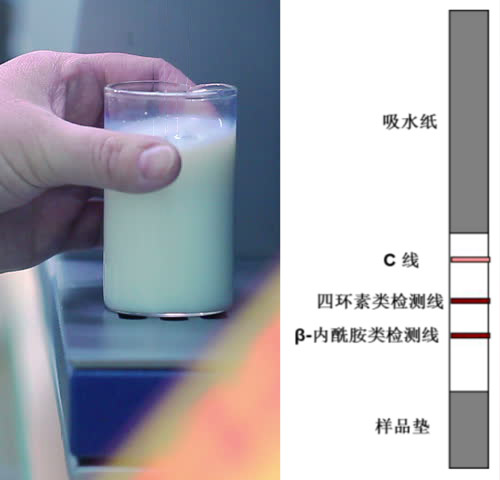 乳品四环素类+β-内酰胺类抗生素检测试纸条